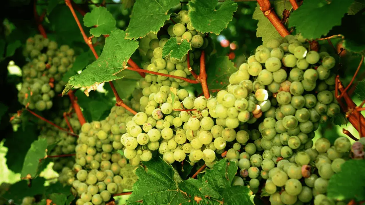 Kluster av gr&ouml;na riesling druvor h&auml;nger fr&aring;n en vinranka, redo att sk&ouml;rdas f&ouml;r ett friskt vin.